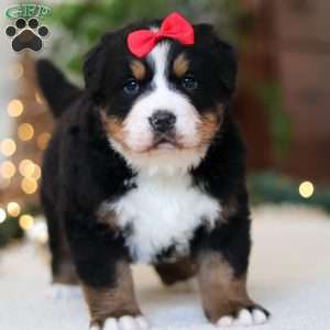 Princess Star, Bernese Mountain Dog Puppy